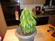 DSCN0241.jpg