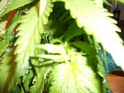 DSCN0242.jpg