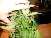 DSCN0243.jpg