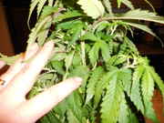 DSCN0245.jpg