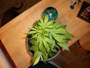 DSCN0247.jpg