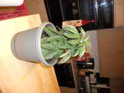 DSCN0248.jpg