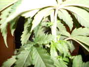 DSCN0249.jpg