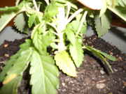 DSCN0250.jpg