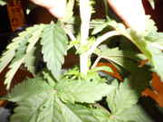 DSCN0251.jpg