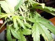DSCN0256.jpg