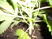 DSCN0257.jpg