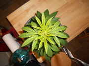 DSCN0260.jpg