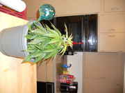 DSCN0254.jpg