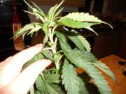 DSCN0252.jpg