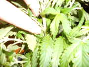 DSCN0244.jpg