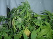 budsss_001.jpg