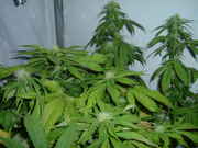 budsss_002.jpg