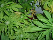 budsss_004.jpg