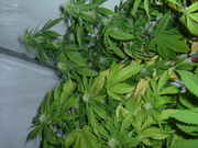 budsss_005.jpg