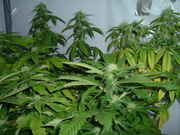 budsss_006.jpg
