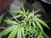 DSCF7436.jpg