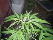DSCF7437.jpg
