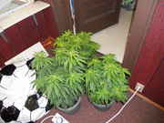 DSCN0330.jpg