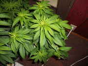 DSCN0332.jpg