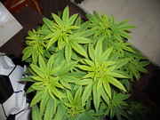 DSCN0333.jpg