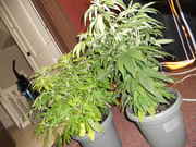 DSCN0334.jpg