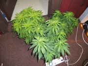 DSCN0335.jpg