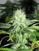maneater-25days.jpg