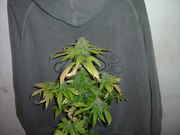 newpics_001.jpg
