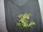 newpics_003.jpg