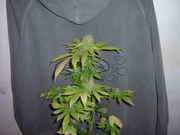 newpics_004.jpg