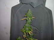 newpics_006.jpg