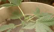IMAG0047.jpg