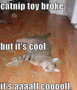 cat_nip.jpg