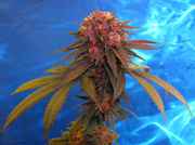 pink_BK_bud.jpg