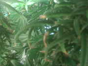 IMG00755.jpg