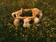 Nude_hippies_bent_over_in_circle_in_field.jpg