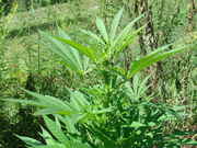 Picture_001.jpg