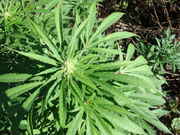 Picture_018.jpg