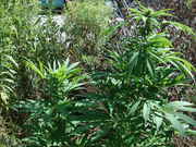 Picture_022.jpg