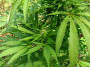 Picture_030.jpg