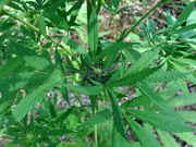 Picture_031.jpg