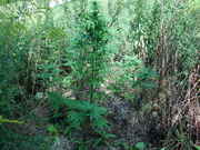 Picture_034.jpg