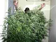 Mother_Sativa_1__Me.jpg