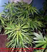 Sativa_Clone_MSC1S1A-0710-2A_DWC.jpg