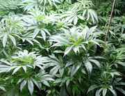 IBGM-C-1-2-3_clones_20_daysl.jpg