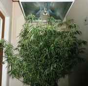 Sativa_Mother_S1.jpg