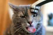 catwater.jpg