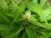 Picture_017.jpg