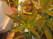 gj_006.jpg